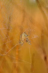  Beautiful spider on a spider web 