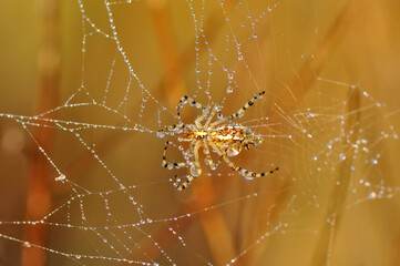  Beautiful spider on a spider web 