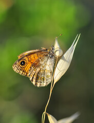 Closeup beautiful butterfly in a summer garden