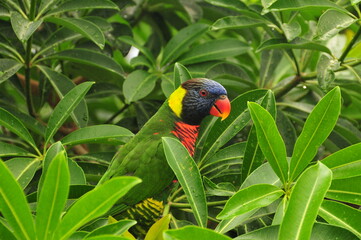 Tropical Bird