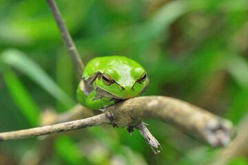 Beautiful Europaean Tree frog Hyla arborea 