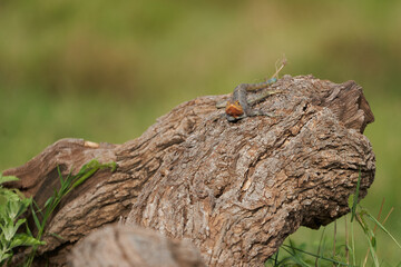 Common agama red headed rock agama or rainbow agama a lizard family Agamidae female Amboseli Kenya