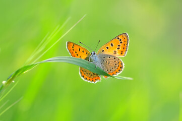 Closeup beautiful butterfly in a summer garden