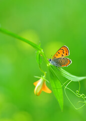 Closeup beautiful butterfly in a summer garden