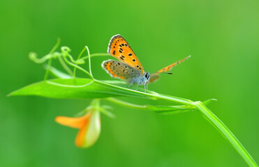 Obraz premium Closeup beautiful butterfly in a summer garden