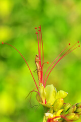 Close up of pair of Beautiful European mantis ( Mantis religiosa )