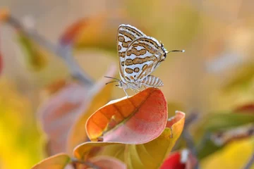 Fototapeten Closeup beautiful butterfly in a summer garden © blackdiamond67