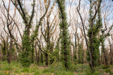 Australian bushfires aftermath: eucalyptus trees recovering after severe fire damage. Eucalyptus can survive and re-sprout from buds under their bark or from a lignotuber at the base of the tree.