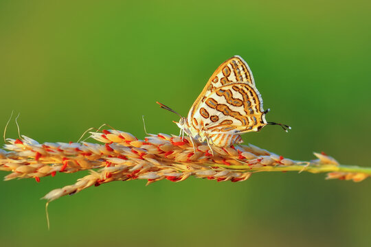 Closeup beautiful butterfly in a summer garden