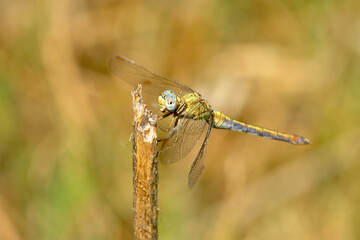 Macro shots, Beautiful nature scene dragonfly.   