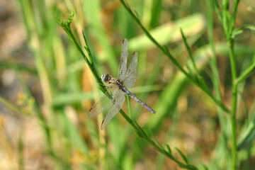 Macro shots, Beautiful nature scene dragonfly.   