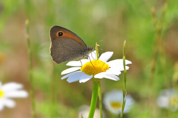 Closeup beautiful butterfly in a summer garden