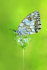 Closeup beautiful butterfly in a summer garden