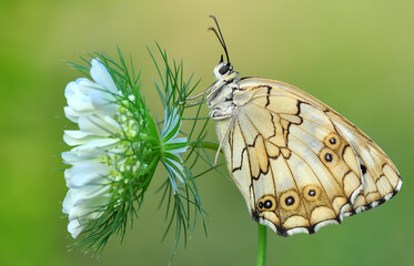 Closeup beautiful butterfly in a summer garden