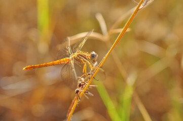 Macro shots, Beautiful nature scene dragonfly.   