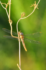 Macro shots, Beautiful nature scene dragonfly.   