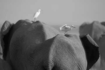 Elephant Group Amboseli - Big Five Safari -Herons African bush elephant Loxodonta africana