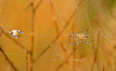 Beautiful spider on a spider web 