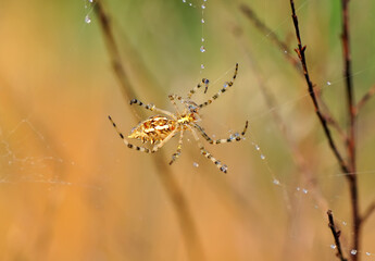 Beautiful spider on a spider web 