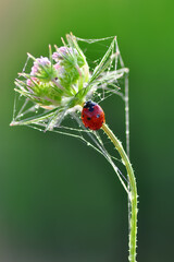 Beautiful ladybug on leaf defocused background