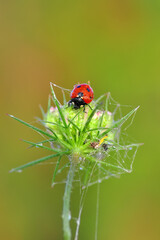 Beautiful ladybug on leaf defocused background