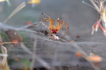 Beautiful spider on a spider web 
