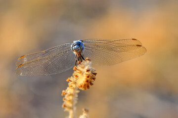 Macro shots, Beautiful nature scene dragonfly.   