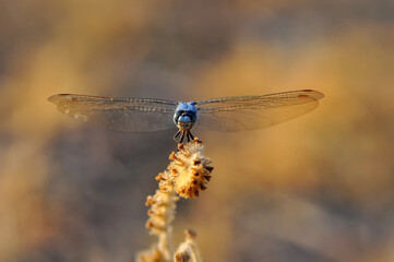 Macro shots, Beautiful nature scene dragonfly.   