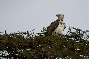 Martial eagle Polemaetus bellicosus large sub-Saharan Africa species of booted eagle subfamily Aquillinae Immature