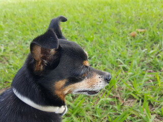 Cachorro da raça Pinscher, de cor preto e marrom e ao fundo um gramado verde.