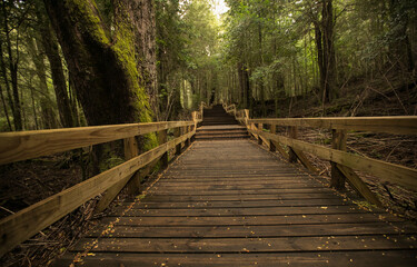 Fototapeta premium Path into the forest. Wooden runway across the woods in Bariloche, Patagonia Argentina. 