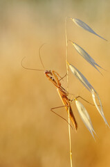 Close up of pair of Beautiful European mantis ( Mantis religiosa )