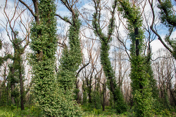 Fototapeta premium Australian bushfires aftermath: eucalyptus trees recovering after severe fire damage. Eucalyptus can survive and re-sprout from buds under their bark or from a lignotuber at the base of the tree.