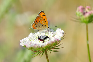 Closeup beautiful butterfly in a summer garden