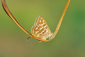 Closeup beautiful butterfly in a summer garden