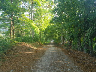 Camino en el bosque