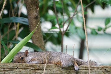 A furry gray squirrel planking by stretching out flat belly down on a garden fence © eqroy
