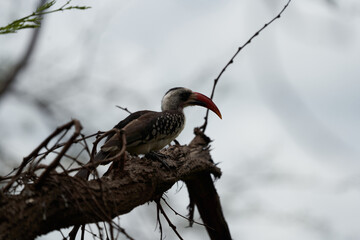 Northern Red Billed Hornbill Tockus Erythrorhynchus Portrait Africa