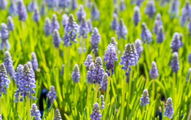 Fototapeta premium Blue hyacinth grape flowers as a good spring background.