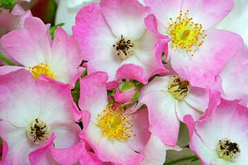 Pink ballerina musk rose flowers - obrazy, fototapety, plakaty