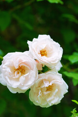 Pale pink flower of the New Dawn climbing rose