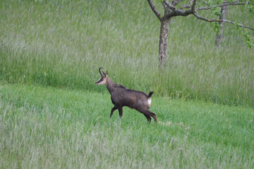 Chamois Rupicapra rupicapra goat antelope switzerland Jura Aargau