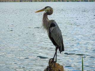 Little Blue Heron in the Florida Wetlands