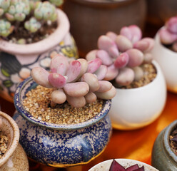 Succulents cactus for decoration. Cactus succulents in a planter.