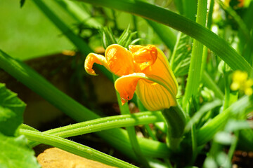 Zucchini flower blossoms growing on a plant in a container