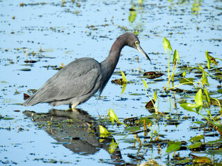 Little Blue Heron in the Florida Wetlands