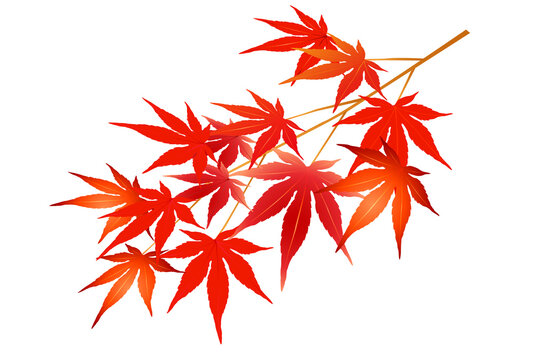もみじ Images – Browse 188,722 Stock Photos, Vectors, and Video