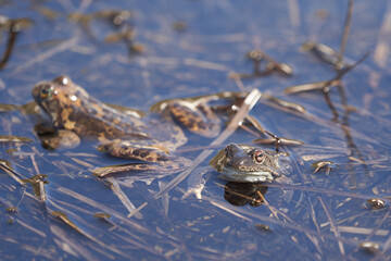 Water frog Pelophylax and Bufo Bufo in mountain lake with beautiful reflection of eyes Spring Mating