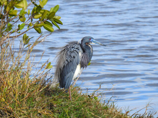 Tricolored Heron Standing in the Water