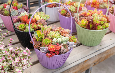 Succulents cactus for decoration. Cactus succulents in a planter.